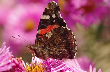 【注册机】可用的网站ddos