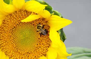 ddos网页在线攻击